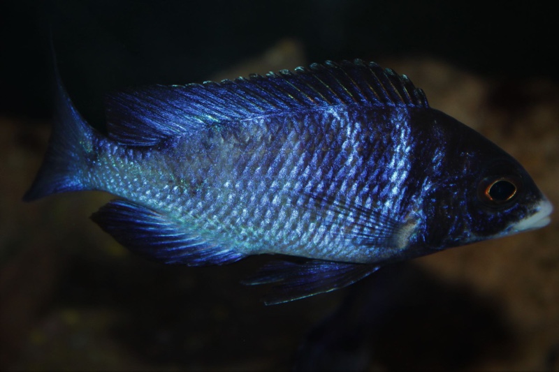Placidochromis phenochilus 'Mdoka Reef'